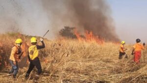 Incendio consumió 10 hectáreas del Jardín Botánico de la Unellez en Barinas