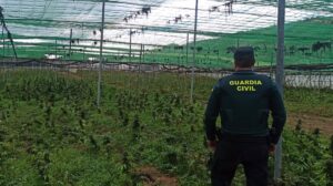 La fiscal Antidroga alerta de que España es el primer productor de cannabis de Europa y pide mejorar su regulación