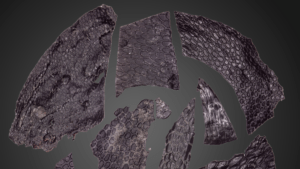 La piel fosilizada más antigua descubierta, tiene 300 millones de años