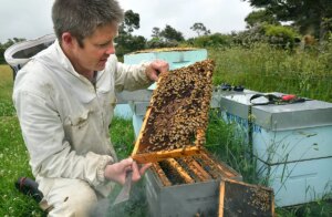Los ladrones de la exclusiva miel de manuka resurgen en Alemania