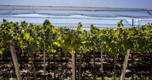 Los productores de vino se reunirán con legisladores nacionales por la suba de las retenciones que impulsa el Gobierno
