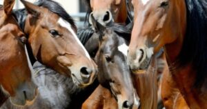 Mendoza confirmó dos nuevos casos de encefalomielitis equina en caballos