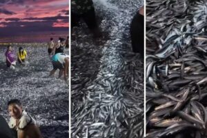 Miles de peces abarrotaron las orillas de playa en Filipinas horas antes de potente sismo (+Video)