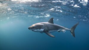 Muere un surfista hawaiano por un ataque de tiburón