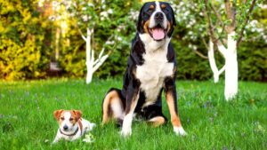 Perros pequeños vs perros grandes: ¿Cuáles son más insalubres?