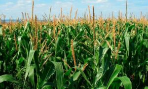 Producción de maíz en Venezuela creció un 35% en 2023