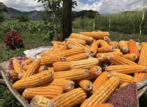 Producción de maíz en Venezuela creció un 35% en 2023, según Sviaa