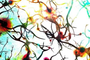 Revelan la función de una sinapsis cerebral que puede ser útil contra esclerosis y cáncer