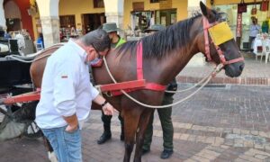 maltrato animal a los caballos cocheros de Cartagena