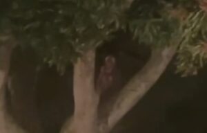 Salió a mirar por la ventana y encontró una extraña figura sentada en un árbol (VIDEO)