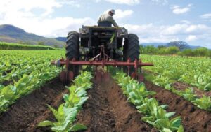 Siete claves para que el sector agrícola venezolano pueda seguir creciendo