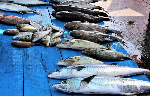 TELEVEN Tu Canal | Consumo de pescado en Venezuela ronda los 17 kg por persona al año