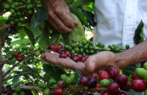 TELEVEN Tu Canal | Fedeagro: Bajos precios del café afectan a productores de 125 municipios