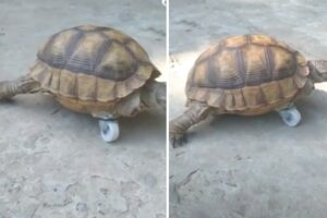 Tortuga perdió su patita y le improvisaron una prótesis de rueda para caminar