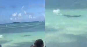 Turistas de San Andrés graban a tiburón persiguiendo otro animal cerca de playa