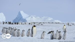 hallan cuatro colonias del pingüino emperador – DW – 24/01/2024