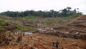 Alerta en la ONU por reformas a la ley forestal de Perú