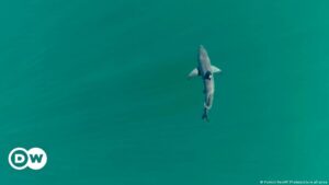 Avistan por primera vez un tiburón blanco recién nacido – DW – 30/01/2024