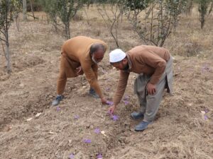 Cachemira al rescate de su azafrán, afectado por el cambio climático
