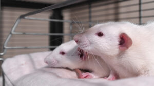 Descubren, en ratones, el mecanismo biológico de la pérdida de audición por ruidos fuertes