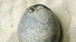 huevo de la época romana
