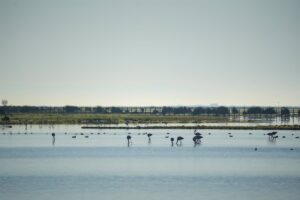 Doñana registra un 2023 "muy seco y cálido" y con "escasa inundanción" que provoca el secado de lagunas