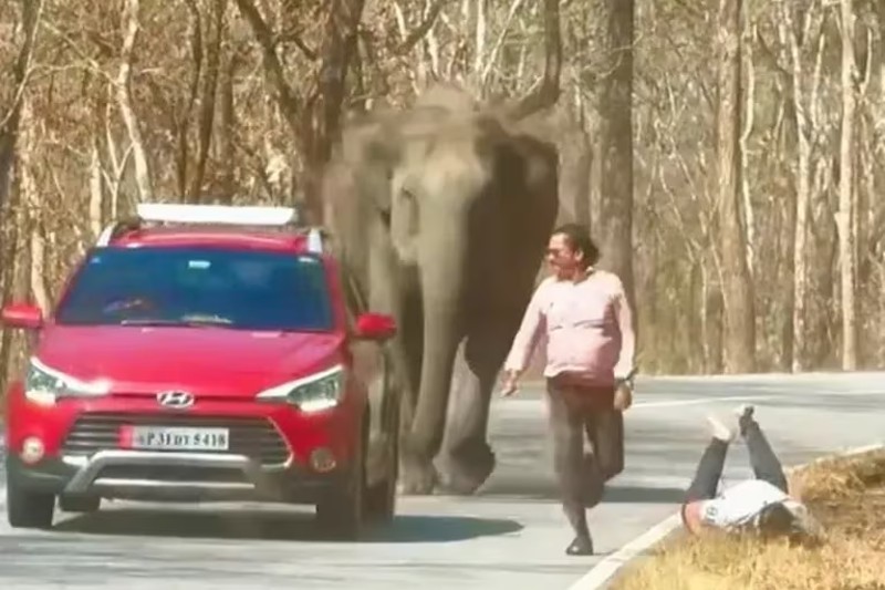Dos hombres casi murieron aplastados tras intentar tomarse una selfie con un elefante