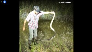 EN VIDEO: La feroz lucha entre un cazador de serpientes y una pitón en pantano de Florida