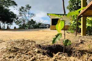 El Hatillo tiene Cacao: sembrando futuro en las comunidades rurales