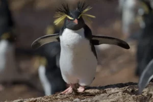 El día que un pingüino vino a buscar el “calorcito” de Maracaibo en 1955