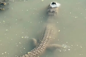 El impactante video de un caimán que quedó bajo un estanque congelado en EEUU (+Video)