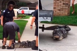 El momento en el que un caimán noqueó a su captor y lo dejó inconsciente (+Video)