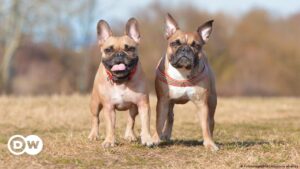 Estudio revela qué razas de perro viven más tiempo que otras – DW – 02/02/2024
