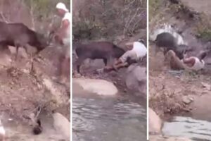 Expresentador de Animal Planet casi muere tras brutal ataque de un ciervo en Tailandia (+Video)