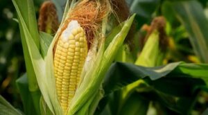 Fedeagro alerta que el cambio climático afecta la producción de maíz