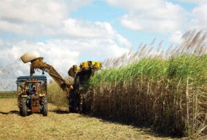 Fesoca: Entraron al país 20 mil toneladas de azúcar de mala calidad