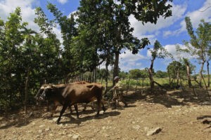 Fincas en Cuba quieren desbrozar obstáculos para promover la agricultura circular