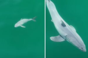 Graban por primera vez en la historia las imágenes de un tiburón blanco recién nacido (+Video)