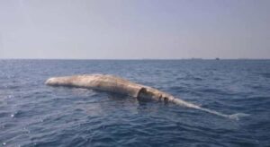 Hallaron una ballena muerta en la bahía de Barcelona en Anzoátegui