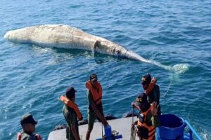 Hallazgo de una ballena muerta impacta en la bahía de Barcelona