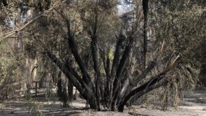 Árboles supervivientes a los fuegos de Chile