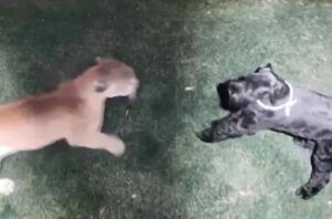 Impresionante VIDEO: perrita sobrevivió al feroz ataque de un puma... así luchó por su vida