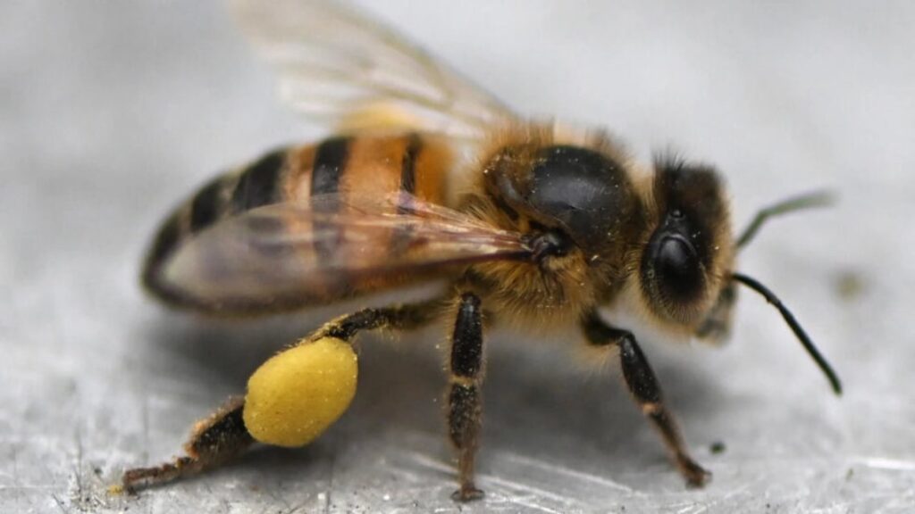 Investigadores colombianos patentan fórmula para proteger de insecticidas a las abejas