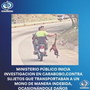 Investigarán a hombres que transportaban un mono en una moto (+video)