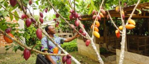 La FAO lanza tres nuevos programas por 2900 millones de dólares