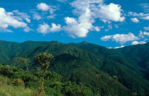 La ONU premia a un proyecto medioambiental peruano que rehabilita bosques en los Andes - AlbertoNews
