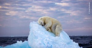 La imagen de un oso polar durmiendo en un pequeño iceberg da la vuelta al mundo