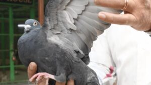 La policía libera a la 'paloma espía china' después de 8 meses de encierro en la India