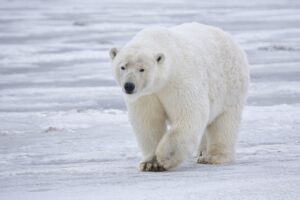 La tierna foto de un oso polar durmiendo sobre un iceberg que ganó el premio mundial de fotografía