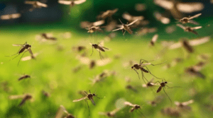 Las cinco razones científicas de por qué los mosquitos pican más a unas personas que a otras LaPatilla.com